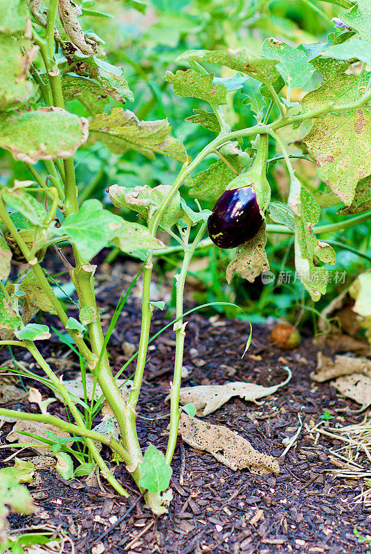 茄子(Solanum melongena)家庭菜园中的果实